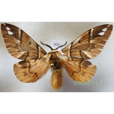 Endromis versicolora (Linnaeus, 1758) male Poland92e